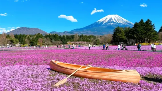 후지 산 가와구치 호 + 모토스호 + 오시노 핫카이 당일 치기 여행, 꽃 구경 코스