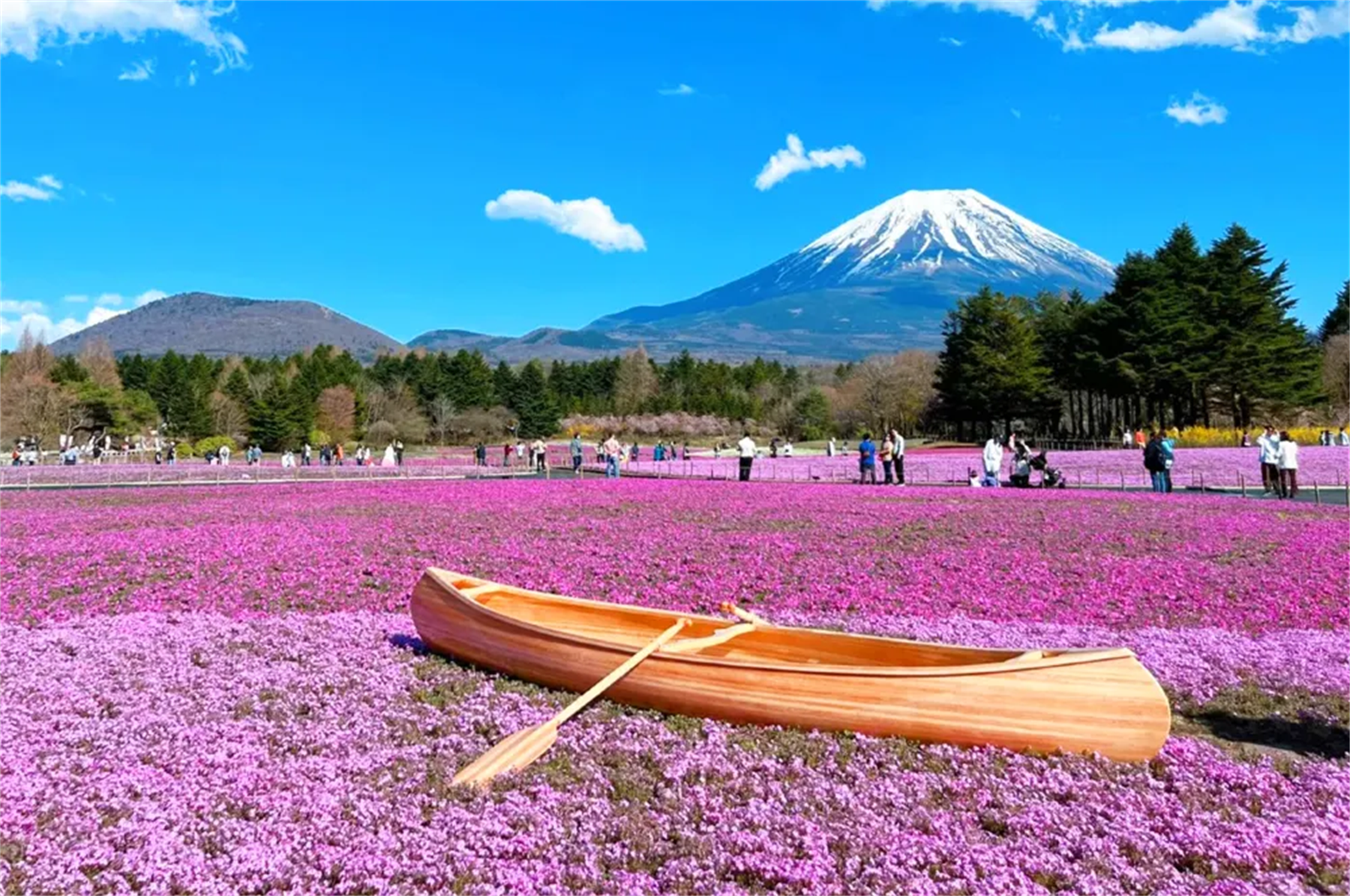 Tour di un giorno al Monte Fuji, Lago Kawaguchi, Lago Motosu e Oshino Hakkai con itinerario per ammirare i fiori