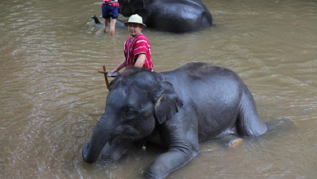 清邁大象自然保護營+老虎園+大象粑粑紙公園（中文司機不含門票）