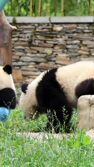 Wolong China Giant Panda Garden Shenshuping Base of CCRCGP One-Day Round-Trip Direct Bus + Ticket (Chengdu Round-Trip)