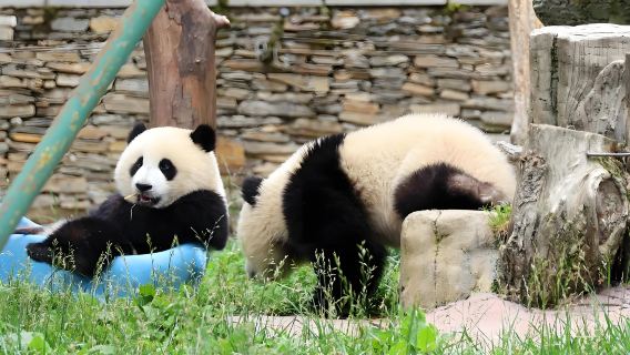 Jardin des pandas géants de Wolong, base de Shenshuping : Navette aller-retour + billet d'entrée (Chengdu vers/depuis la base des pandas)