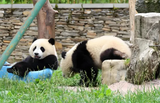 臥龍中華大熊貓苑神樹坪基地 一日往返直通車+門票（成都往返）