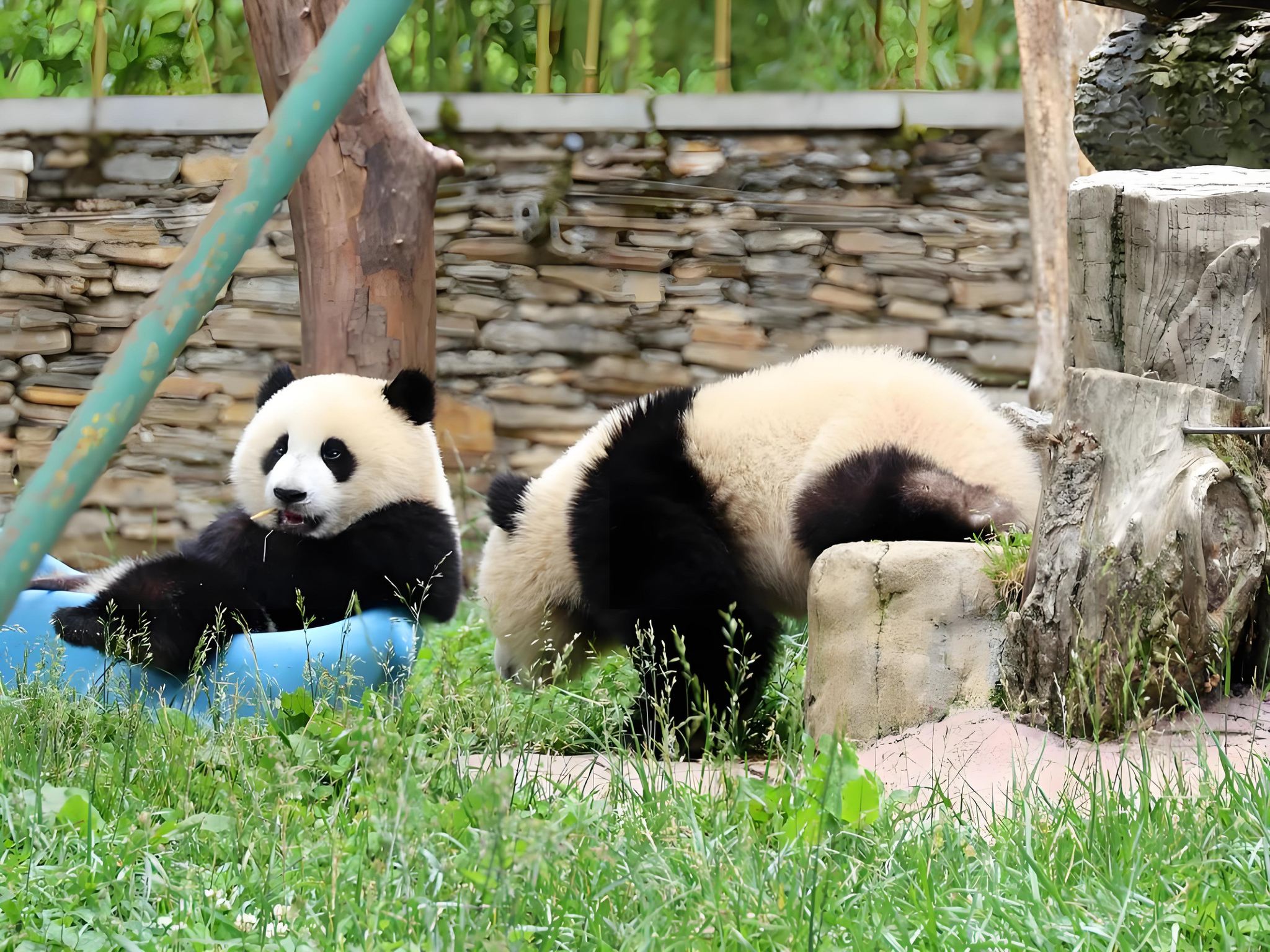 Wolong Giant Panda Garden Shenshuping Base: Round-trip shuttle bus + entrance ticket (Chengdu to/from Chengdu)