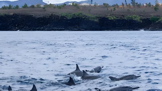 Lawatan sehari sewaan peribadi di barat Mauritius -- mengejar lumba-lumba + memerhati ikan paus + menunggang kuda di pantai
