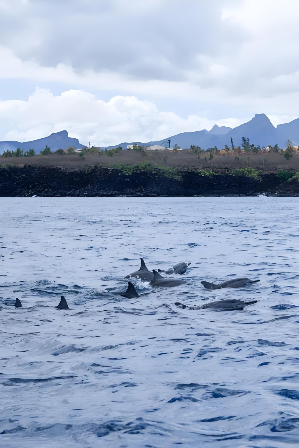 Mauritius Westküste Privattransfer Tagesausflug – Delfine beobachten + Wale sehen + Strandreiten