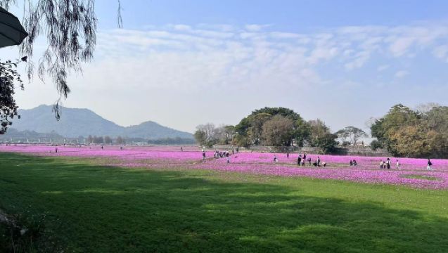 中山影視城+孫中山故居+詹園+崖口村花海一日|包車遊上門接駁