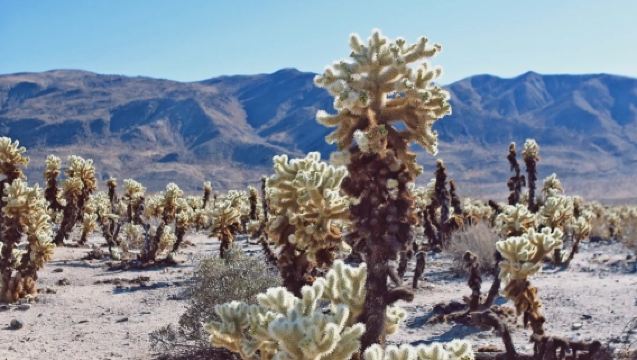 美國鳳凰城-來回約書亞樹國家公園-包車精選