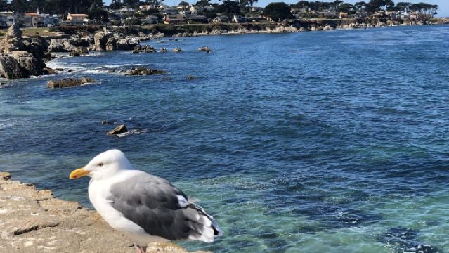 Pakej sewaan peribadi di Lebuhraya 1 San Francisco + Monterey + 17-Mile Drive + Carmel-by-the-Sea