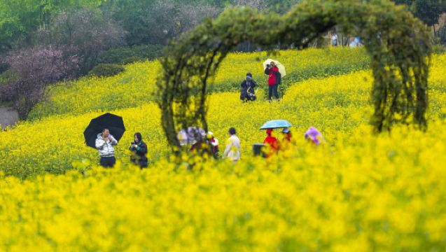 Чунцин, Китай: Цветение сливы в Иньхэ, Юйбэй + рапсовые поля в Юньлиньтяньсян, Банань | Гибкий весенний маршрут для любования цветами