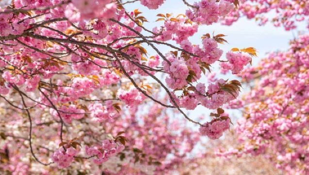 Chongqing, China: Nanshan Botanical Garden + Guangyang Island + Tongluo Flower Valley | Customizable Spring Flower Viewing Itinerary