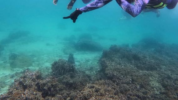 Hong Kong: Sai Kung Coral Area Snorkeling Tour