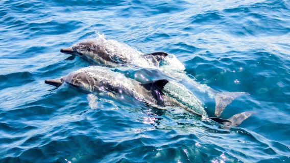 Heraklion Dia Island Small Group Sailing & Dining Experience