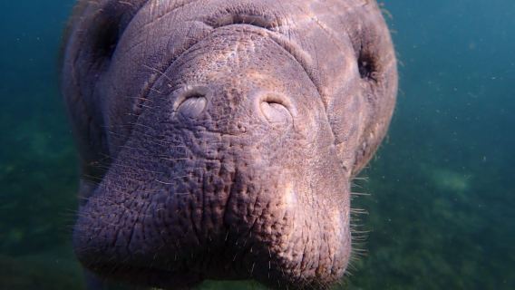 Crystal River: Manatee Swim Small Group, VIP or Private Tour