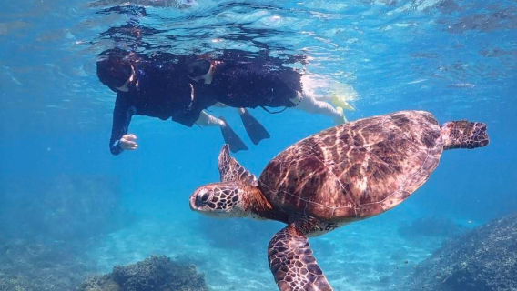 Japan Miyakojima | Crystal-clear waters! Snorkeling experience with sea turtles & Nemo※join-in tour