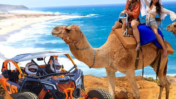 Los CabosTours
