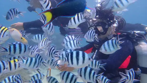 澎湖列島體驗潛水水肺潛水 2 小時【2025 澎湖花火節｜樂福珊瑚海洋花園・海底郵筒潛水】