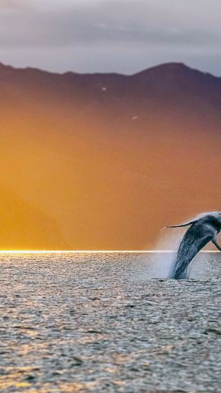 Whale watching in Husavik for 2-3 hrs (speedboat/traditional oak boat)
