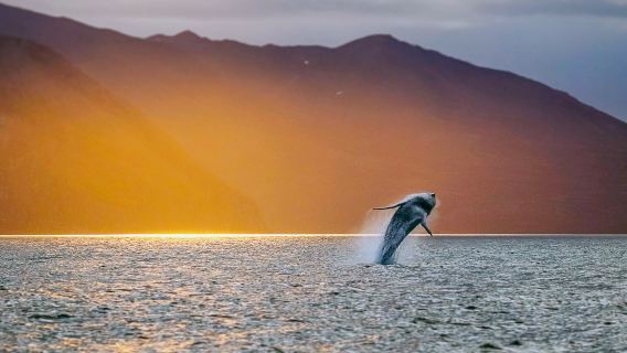 Melihat ikan paus di Husavik 2-3 jam (bot laju/kapal kayu oak tradisional)