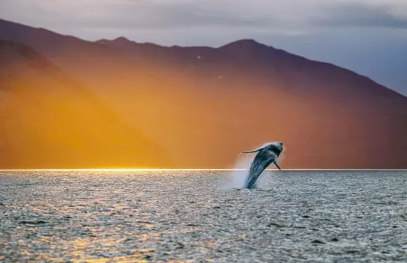 胡薩維克觀鯨2-3小時（快艇/傳統橡木船）