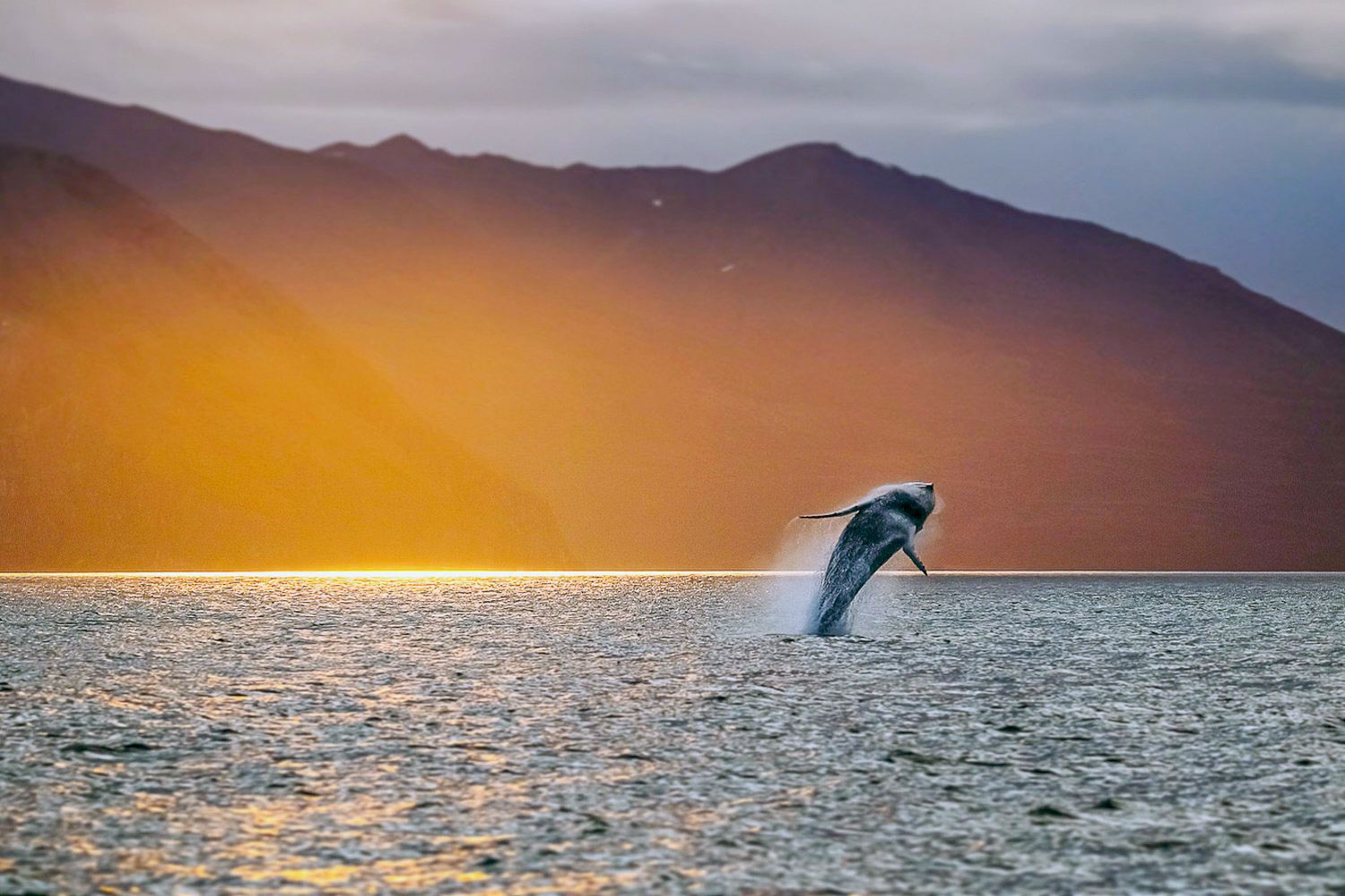 Whale watching in Husavik for 2-3 hrs (speedboat/traditional oak boat)