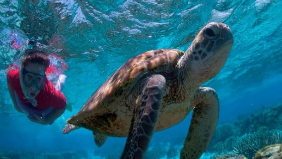 Port DouglasExperiences