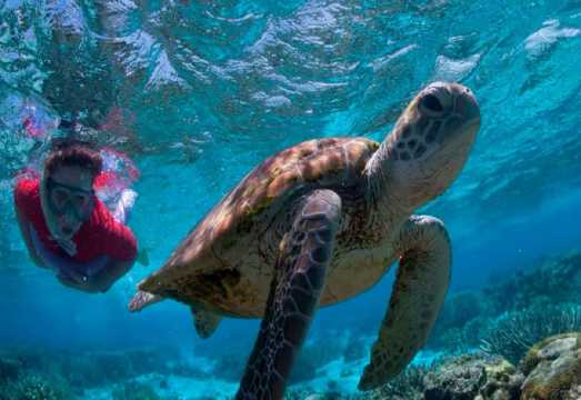 2-hour Great Barrier Reef diving and snorkeling experience in Cairns, Australia [Lady Elliot Island Great Barrier Reef diving and snorkeling from... AUD 1372.31