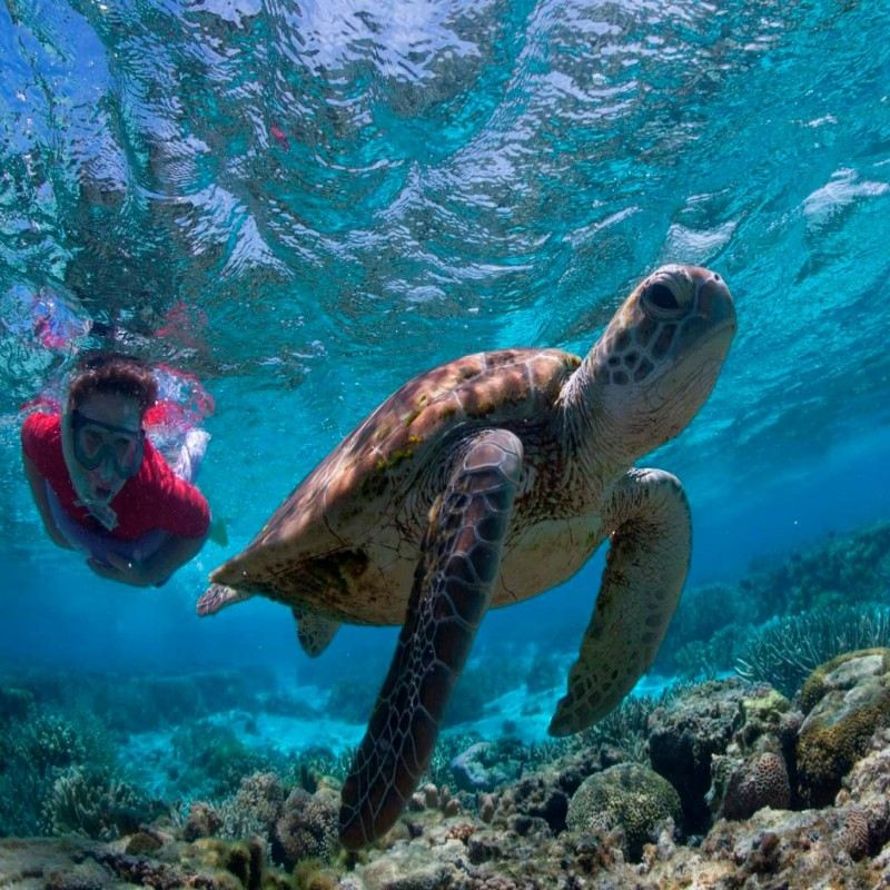 2-hour Great Barrier Reef diving and snorkeling experience in Cairns, Australia [Lady Elliot Island Great Barrier Reef diving and snorkeling from Brisbane 15706]