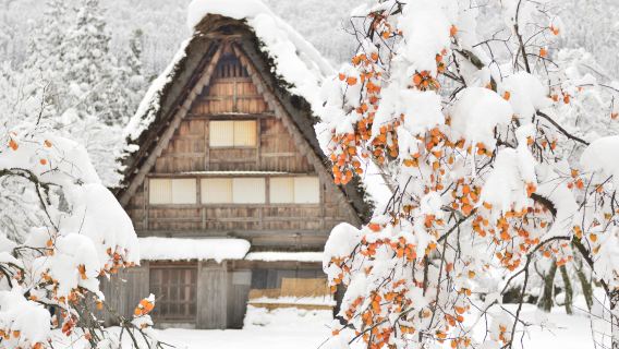 白川郷ワンデーツアー【中日英ガイド 郡上八幡&飛騨高山&白川郷世界遺産】
