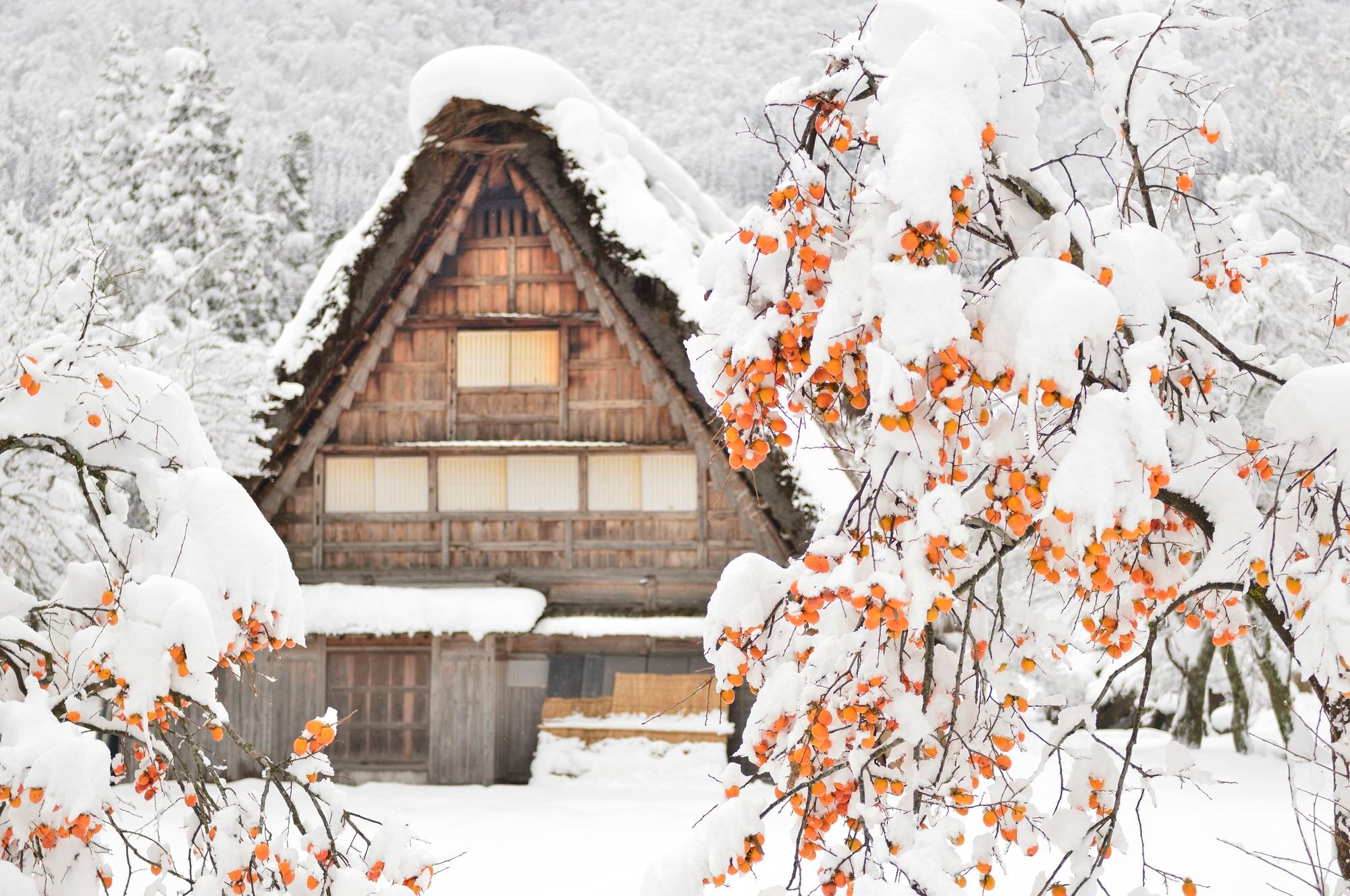 Shirakawa-go Day Tour [Gujo Hachiman & Hida Takayama & Shirakawa-go World Heritage Site]