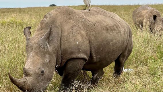 ทัวร์หลายสถานที่ในมาซาอิมารา/นาคูรู/ไนวาชา ประเทศเคนยา