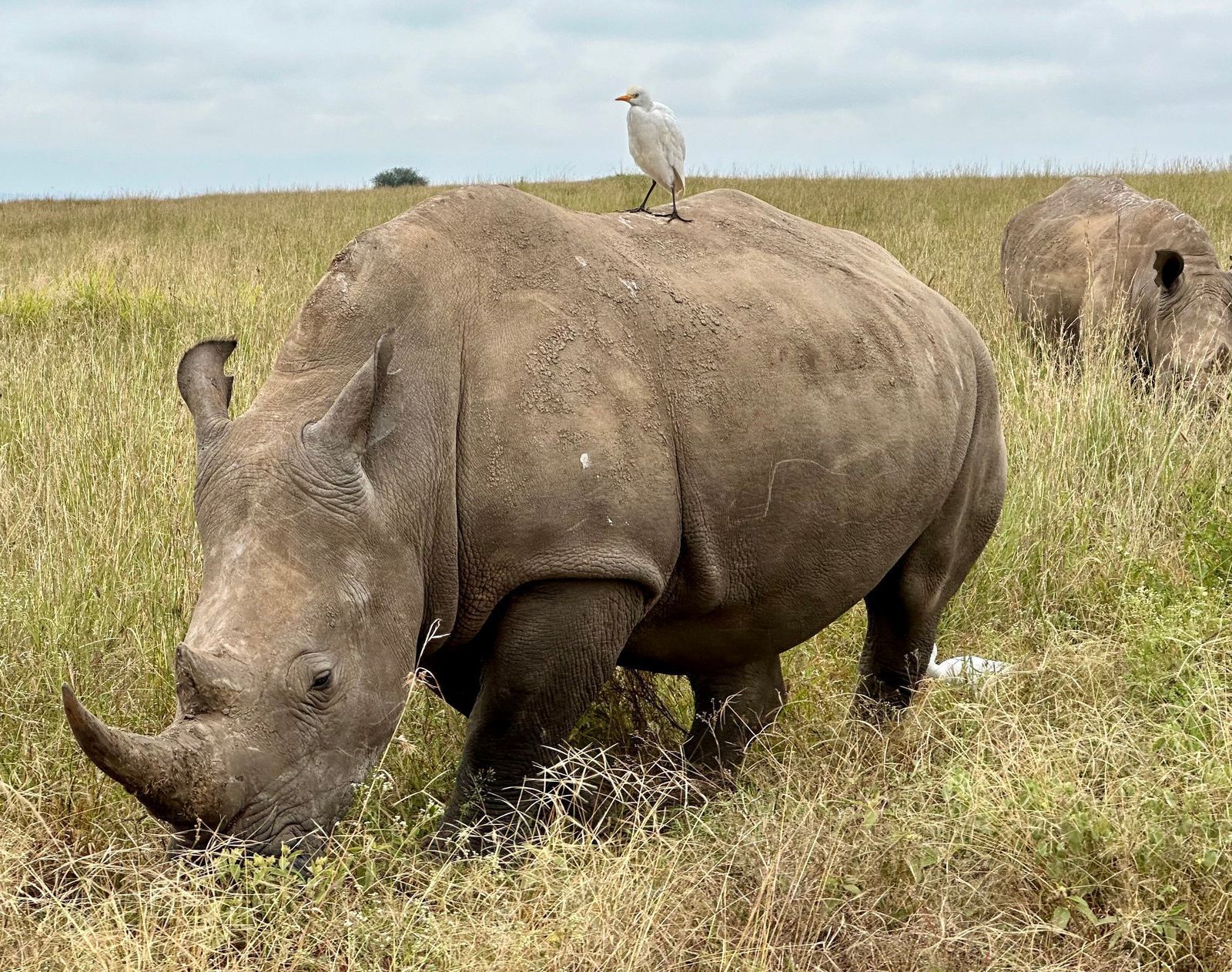 케냐 마사이마라/나쿠루/나이바새 다중 명소 투어