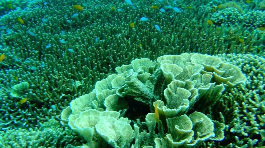 薄荷島：觀海豚 + 巴里卡薩浮潛一日遊 | 偶遇海龜