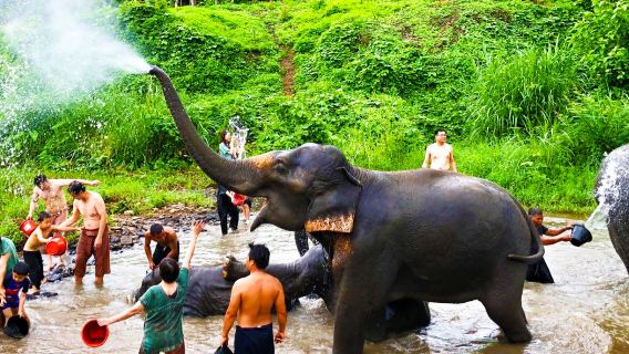 เชียงใหม่ แคมป์ช้างนาชัย ทัวร์ครึ่งวัน ขี่ช้าง ปฏิสัมพันธ์ น้ำตกแองเจิล เหนียวหนึบ วัดสีน้ำเงิน ล่องแพไม้ไผ่ ทัวร์วันเดียว/ทัวร์หลายวัน