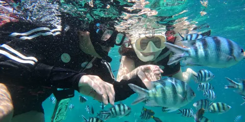 TARP海洋探索之旅連浮潛及午餐|亞庇,沙巴