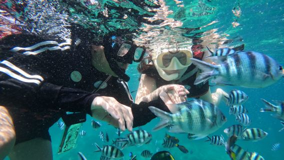 TARP Marine Discovery con snorkeling e pranzo|Kota Kinabalu Sabah