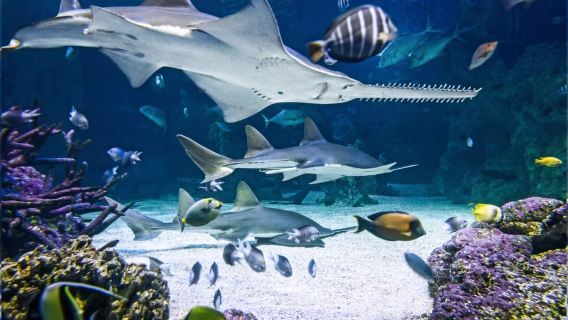 Tiket Masuk Akuarium SEA LIFE Sydney
