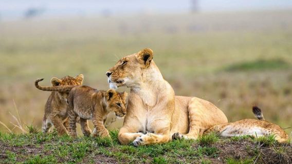 Parc national de Nairobi : visite en groupe d'une demi-journée avec prise en charge