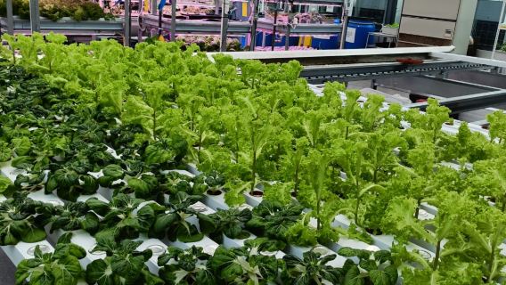 Republic Polytechnic Agri-Tech – wo High-Tech auf Landwirtschaft trifft