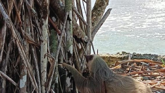 Cahuita: National Park Wildlife & Sightseeing Guided Tour