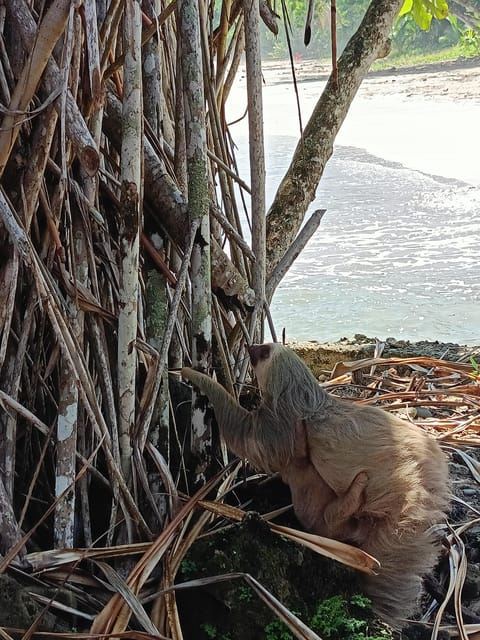 Cahuita: visita guidata alla fauna selvatica e alle attrazioni turistiche del Parco Nazionale
