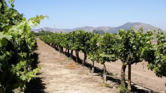 Santiago: Viña Concha y Toro Tour and Tasting with Transfer