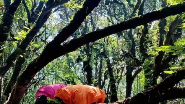 Gaoligong Mountains Chuanlong 5-13km Hiking Day Tour [Wilderness Kitchen + Waterfall + Fluffy Balls]