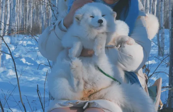 中國雪鄉+大禿頂子山+十里冰雪畫廊純玩一日遊【6人小團】