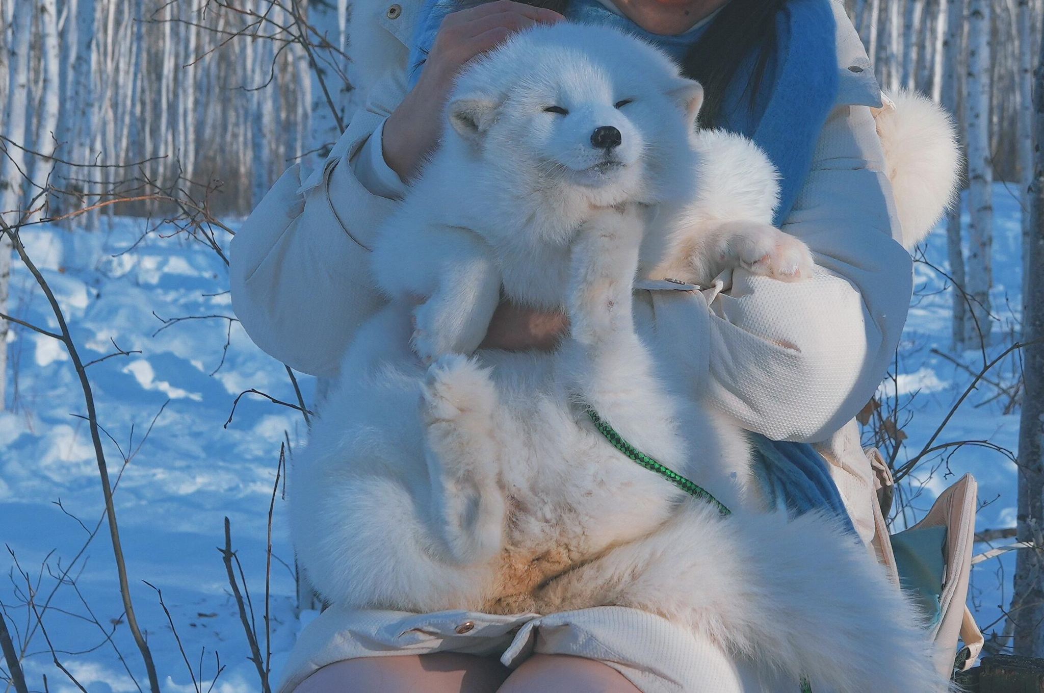 China's Snow Town + Da Tuding Mountain + Shili Ice and Snow Gallery 1-day tour [Small group of 6]