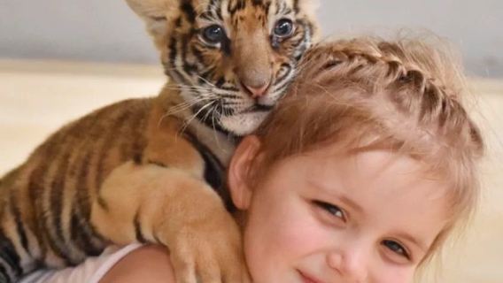 Excursión de medio día al Parque de los Tigres en Phuket, Tailandia|Interacción cercana en el Tiger Park