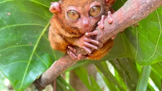 Bohol Island Countryside Tour (Provided by Southwest Tours)