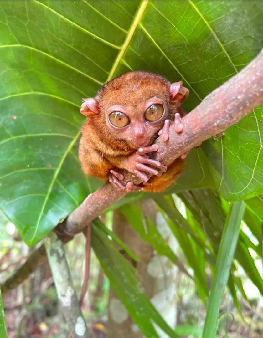 Tour rurale di Bohol Island (fornito da Southwest Tours)