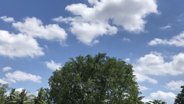 新加坡植物園+冰淇淋博物館+摩天輪景觀包車一日遊