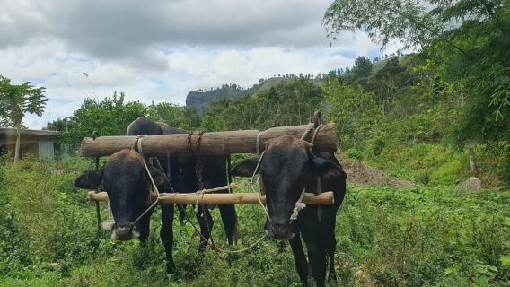 Excursión de ida y vuelta desde el puerto de cruceros de Lautoka a la cascada de Abaca