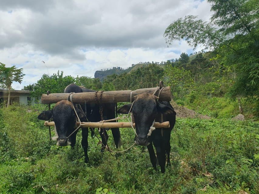 Excursión de ida y vuelta desde el puerto de cruceros de Lautoka a la cascada de Abaca